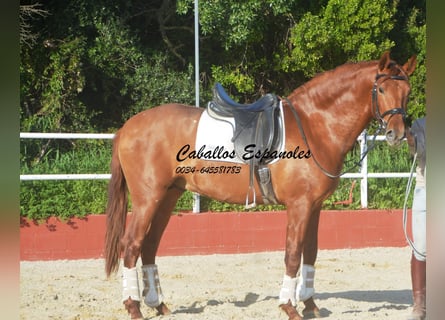 PRE Mix, Hengst, 4 Jahre, 160 cm, Fuchs