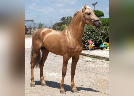 PRE Mix, Hengst, 4 Jahre, 160 cm, Palomino