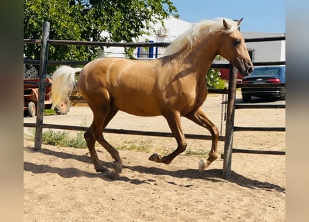 PRE Mix, Hengst, 4 Jahre, 160 cm, Palomino