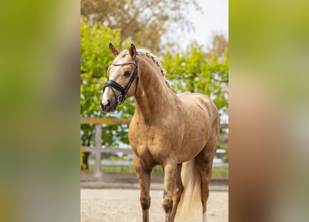 PRE Mix, Hengst, 4 Jahre, 160 cm, Palomino