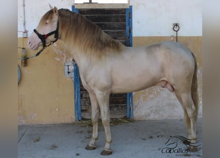 PRE, Hengst, 4 Jahre, 160 cm, Perlino