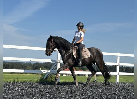 PRE, Hengst, 4 Jahre, 160 cm, Rappe