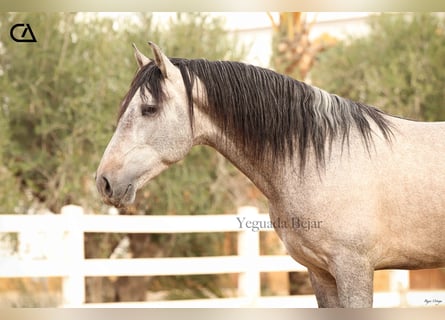 PRE Mix, Hengst, 4 Jahre, 160 cm, Schimmel