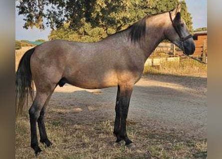 PRE Mix, Hengst, 4 Jahre, 160 cm, Schimmel