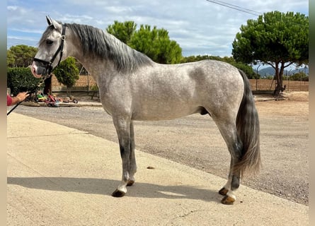 PRE Mix, Hengst, 4 Jahre, 160 cm, Schimmel