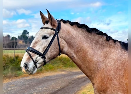 PRE Mix, Hengst, 4 Jahre, 160 cm, Schimmel