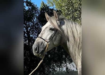 PRE Mix, Hengst, 4 Jahre, 161 cm, Apfelschimmel