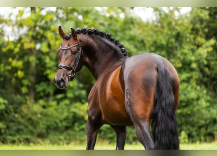 PRE Mix, Hengst, 4 Jahre, 161 cm, Brauner