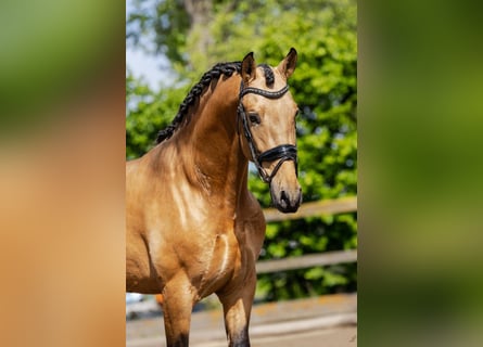 PRE Mix, Hengst, 4 Jahre, 161 cm, Buckskin