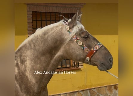 PRE Mix, Hengst, 4 Jahre, 161 cm, Palomino