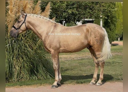 PRE Mix, Hengst, 4 Jahre, 161 cm, Palomino