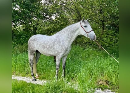 PRE, Hengst, 4 Jahre, 161 cm, Schimmel