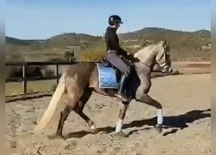 PRE Mix, Hengst, 4 Jahre, 162 cm, Apfelschimmel