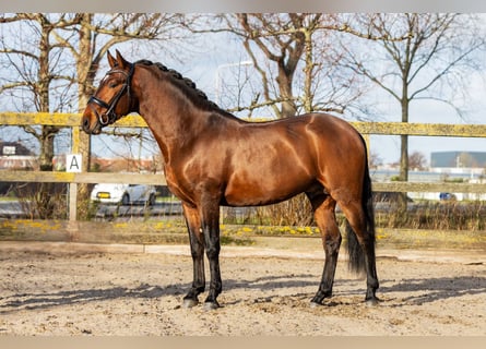 PRE Mix, Hengst, 4 Jahre, 162 cm, Brauner