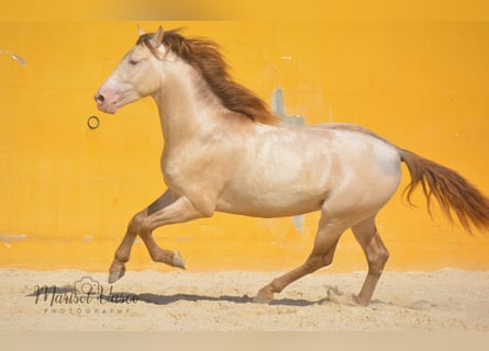 PRE, Hengst, 4 Jahre, 162 cm, Perlino