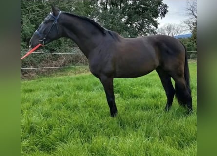 PRE Mix, Hengst, 4 Jahre, 162 cm, Rappe
