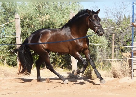 PRE Mix, Hengst, 4 Jahre, 162 cm, Rappe