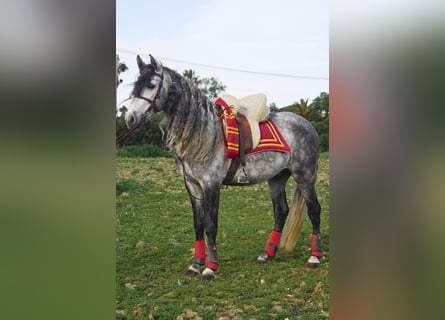 PRE Mix, Hengst, 4 Jahre, 162 cm, Schimmel