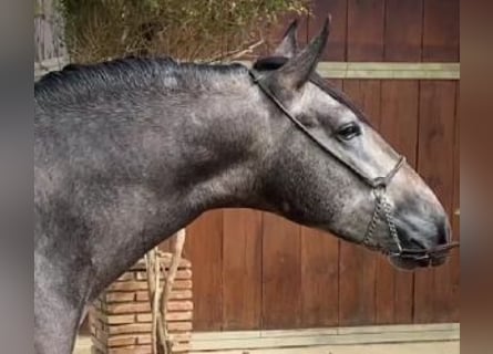 PRE Mix, Hengst, 4 Jahre, 162 cm, Schimmel