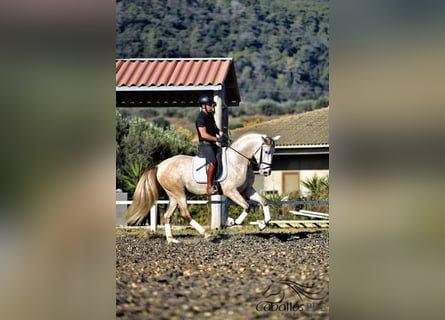 PRE Mix, Hengst, 4 Jahre, 162 cm, Schimmel