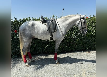 PRE Mix, Hengst, 4 Jahre, 163 cm, Apfelschimmel