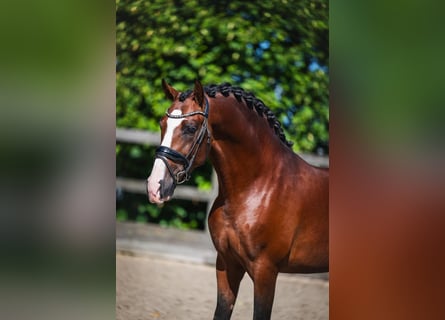 PRE Mix, Hengst, 4 Jahre, 163 cm, Brauner
