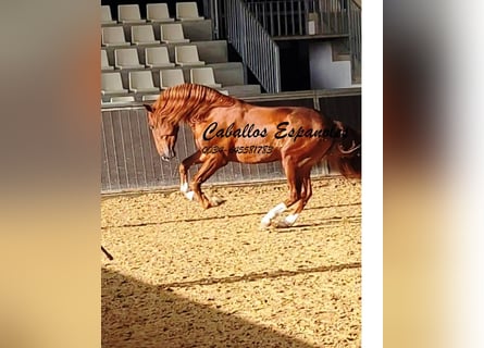 PRE Mix, Hengst, 4 Jahre, 163 cm, Fuchs