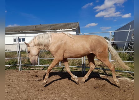 PRE Mix, Hengst, 4 Jahre, 163 cm, Palomino