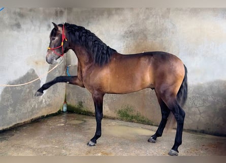 PRE Mix, Hengst, 4 Jahre, 163 cm, Rappschimmel