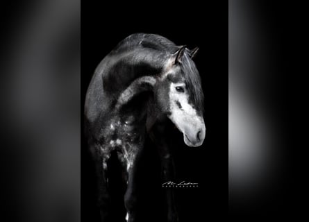 PRE Mix, Hengst, 4 Jahre, 163 cm, Rappschimmel