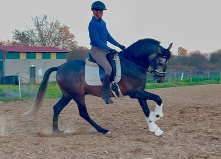 PRE Mix, Hengst, 4 Jahre, 163 cm, Schimmel