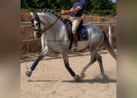 PRE Mix, Hengst, 4 Jahre, 163 cm, Schimmel