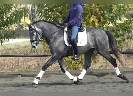 PRE Mix, Hengst, 4 Jahre, 163 cm, Schimmel