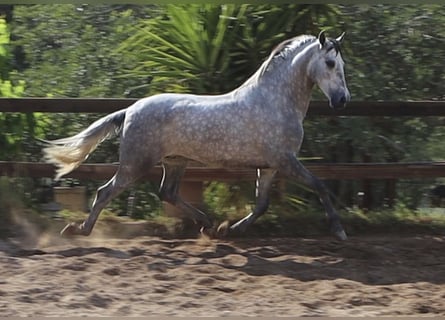 PRE, Hengst, 4 Jahre, 164 cm, Apfelschimmel