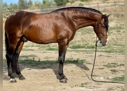 PRE, Hengst, 4 Jahre, 164 cm, Brauner