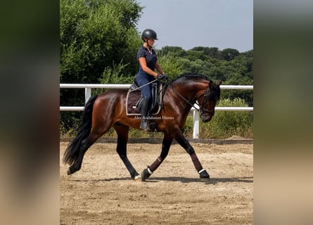 PRE Mix, Hengst, 4 Jahre, 164 cm, Brauner