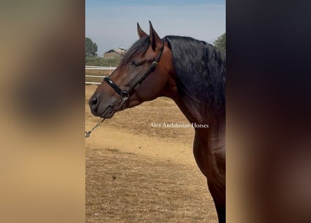 PRE Mix, Hengst, 4 Jahre, 164 cm, Dunkelbrauner
