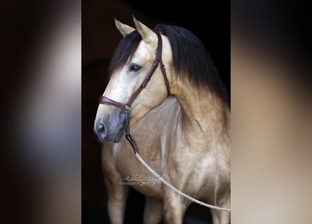 PRE, Hengst, 4 Jahre, 164 cm, Falbe