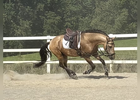 PRE Mix, Hengst, 4 Jahre, 164 cm, Falbe