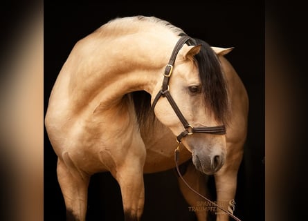 PRE Mix, Hengst, 4 Jahre, 164 cm, Falbe