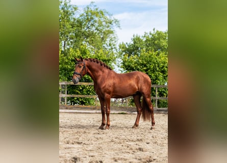 PRE, Hengst, 4 Jahre, 164 cm, Fuchs