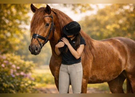 PRE, Hengst, 4 Jahre, 164 cm, Fuchs