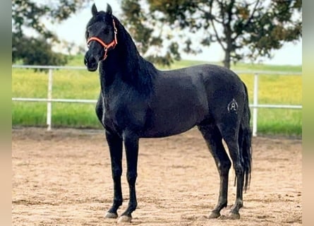 PRE, Hengst, 4 Jahre, 164 cm, Rappe