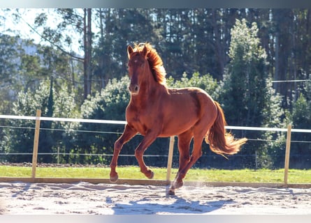 PRE, Hengst, 4 Jahre, 164 cm, Rotfuchs