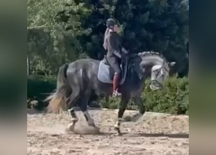 PRE Mix, Hengst, 4 Jahre, 164 cm, Schimmel
