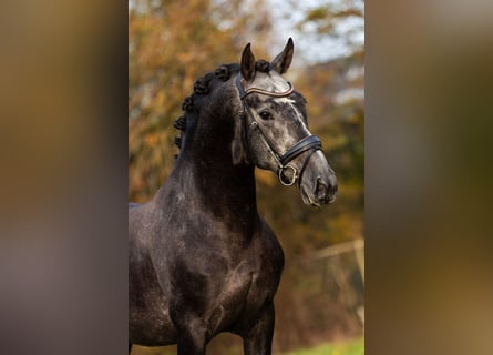 PRE Mix, Hengst, 4 Jahre, 165 cm, Blauschimmel