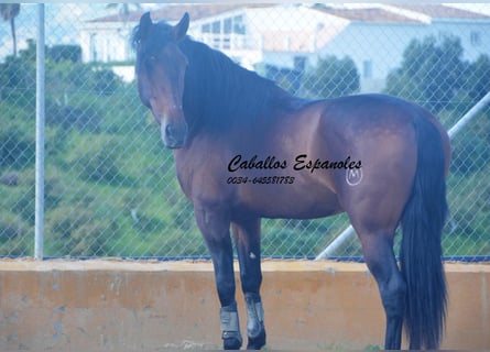 PRE Mix, Hengst, 4 Jahre, 165 cm, Brauner