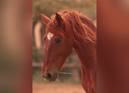 PRE, Hengst, 4 Jahre, 165 cm, Fuchs