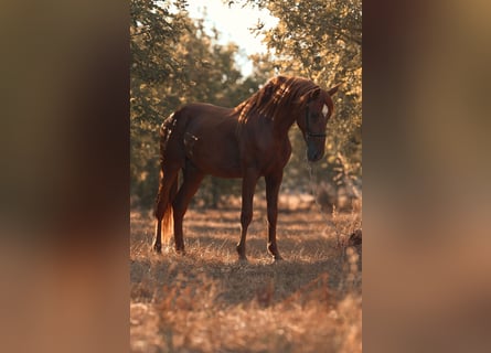 PRE, Hengst, 4 Jahre, 165 cm, Fuchs