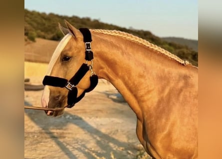 PRE Mix, Hengst, 4 Jahre, 165 cm, Palomino